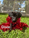 Dixie *