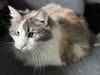Lemon (maine coon) *