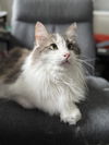 Lemon (maine coon) *