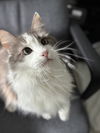 Lemon (maine coon) *