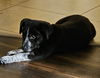 Bandit *