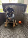 Pongo *