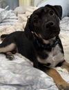 Pongo *