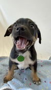 Pongo *