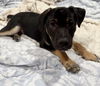 Pongo *