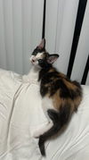 Megatron (Meggy) *