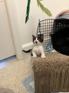Penelope