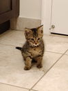 Remington