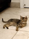 Remington