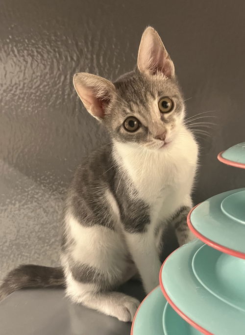 Yuki *