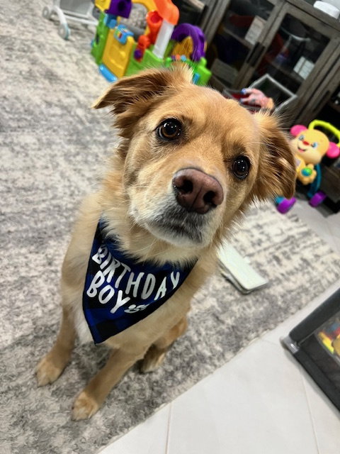 TUCKER * - Labrador Retriever available for adoption