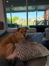 Tucker