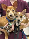 Atlas and Biscuit *