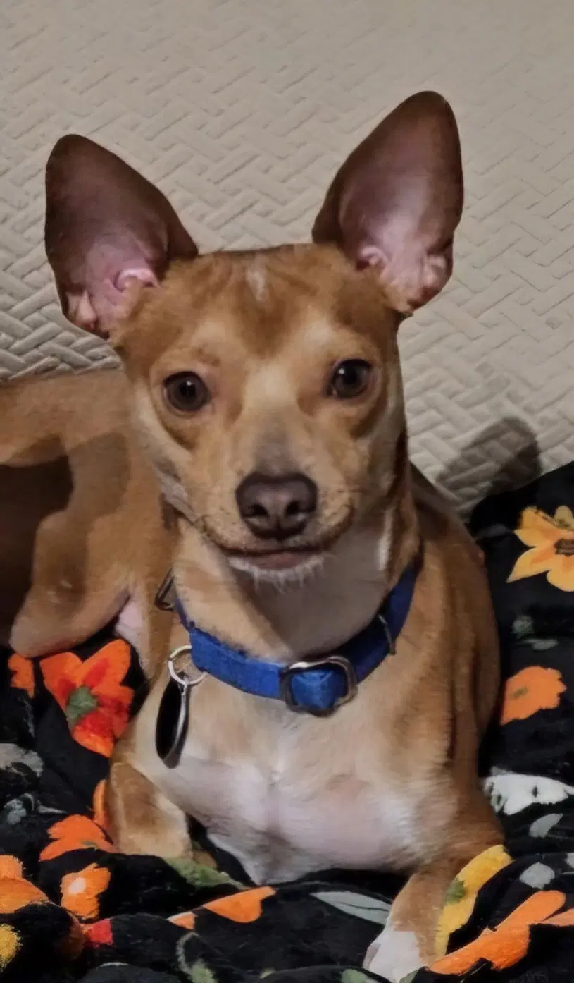 Atlas - Chihuahua