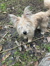Ewok