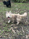 Ewok
