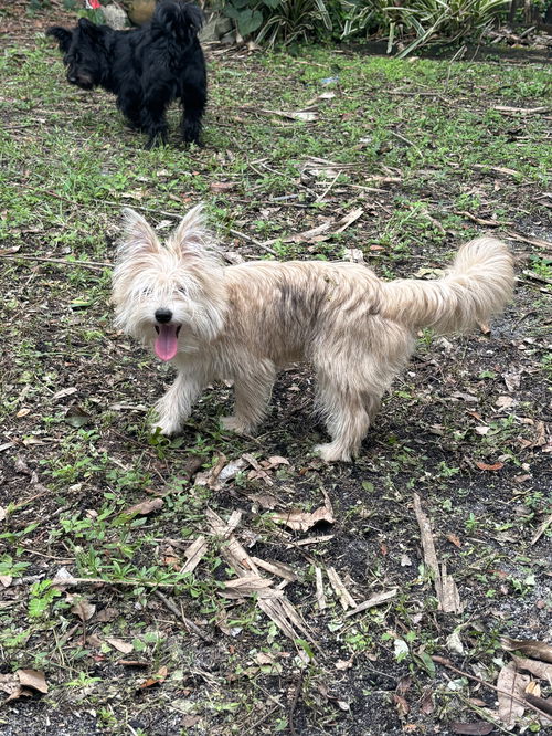 Ewok