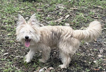 Ewok *