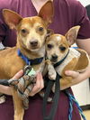 adoptable Dog in  named Biscuit and Atlas