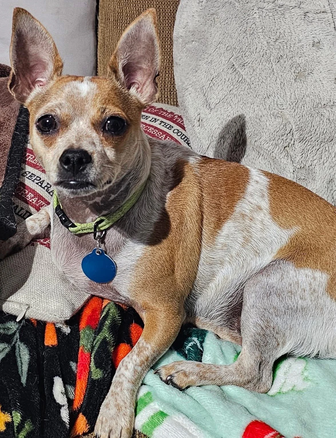 Biscuit