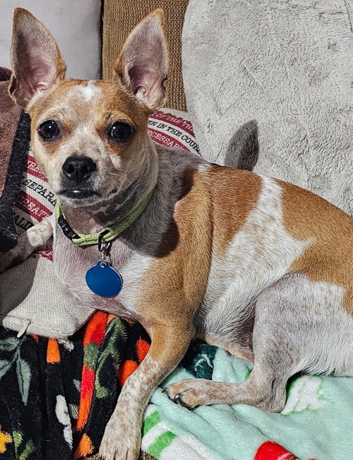 Biscuit *, an adoptable Chihuahua in Royal Palm Beach, FL
