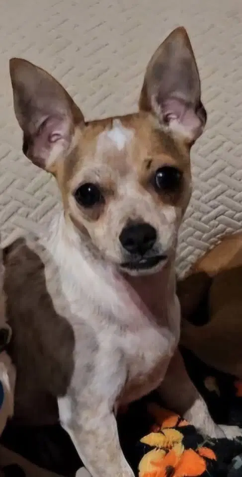 Biscuit image 2