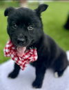 Lola