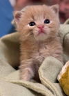 Wicket