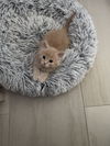 Wicket