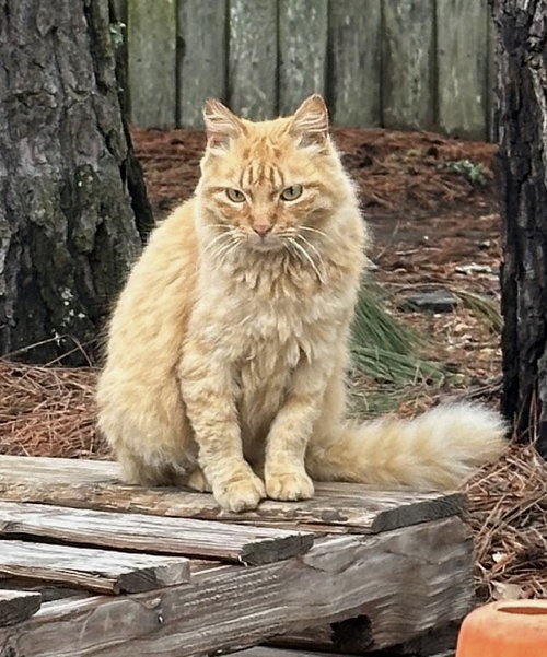 MEEPS* - Domestic Long Hair / Tabby available for adoption