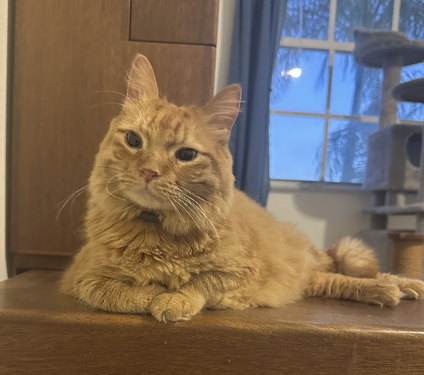 Meeps*, Adult Domestic Long Hair / Tabby, cat for adoption in Jupiter, Florida