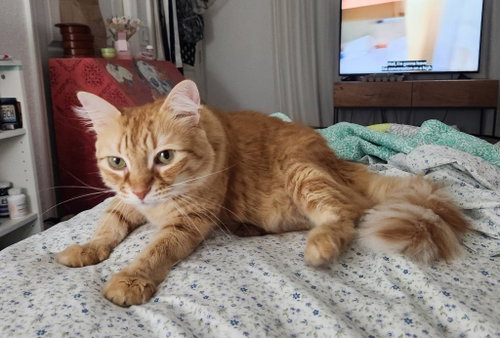 Ms Fable*, an adoptable Domestic Long Hair in Royal Palm Beach, FL