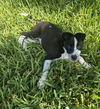 Brandy *