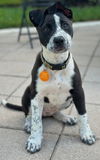 Brandy *