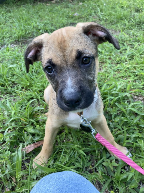 Kali