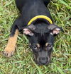 Kaia *