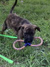 Kinley