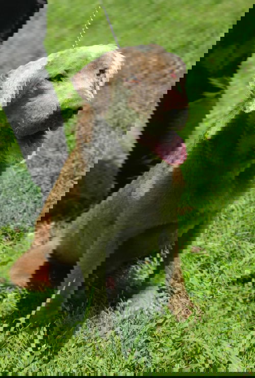 Slate
