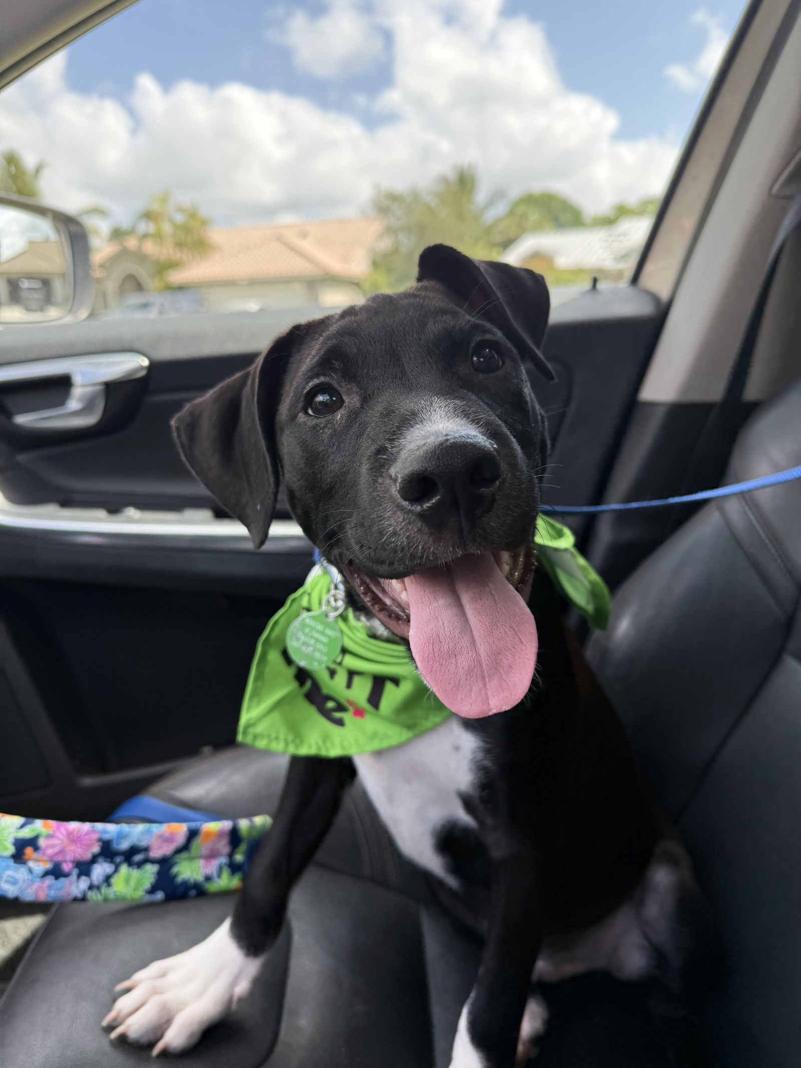 adoptable Dog in Royal Palm Beach, FL named Rufus *