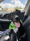 adoptable Dog in  named Rufus *