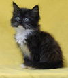 Onyx *
