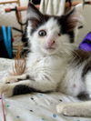 Elio*