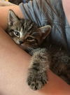 Whiskers