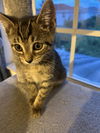 Whiskers