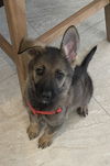 Maverick