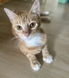 Ginger *