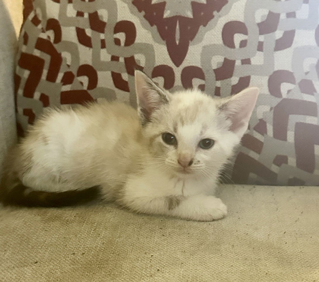 adoptable Cat in Royal Palm Beach, FL named Mochi