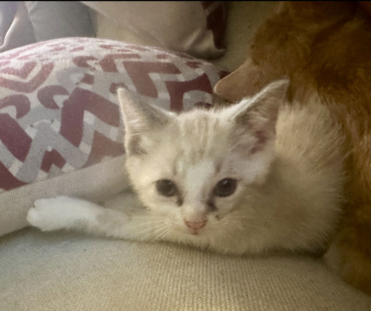 adoptable Cat in Royal Palm Beach, FL named Miso