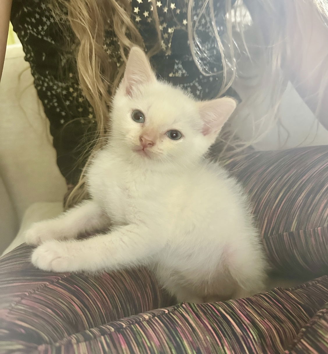adoptable Cat in Royal Palm Beach, FL named Nori
