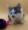 adoptable Cat in  named Prue